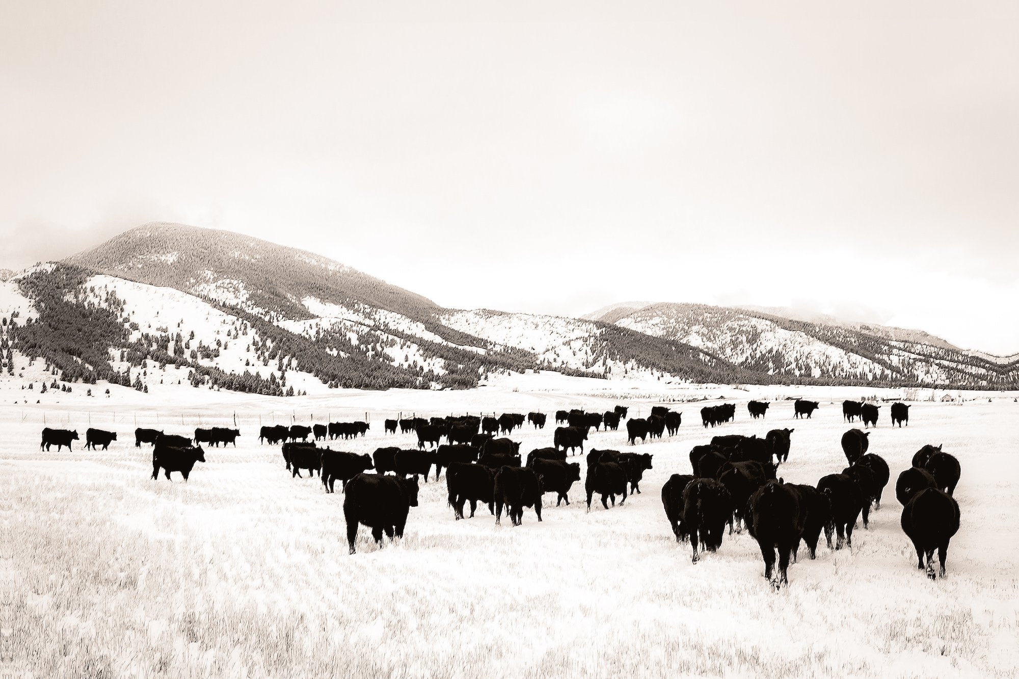 Western Art