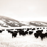 Winter Commute