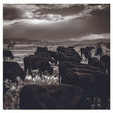 Montana Territory Physical Gift Card