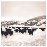 Montana Territory Physical Gift Card